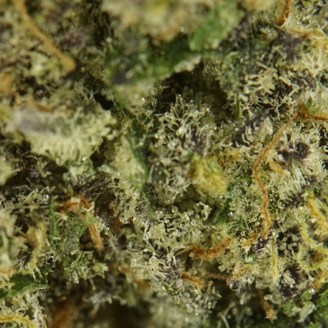 7gr - PEANUT BUTTER DIESEL - SATIVA - (AAAA) - Image 2