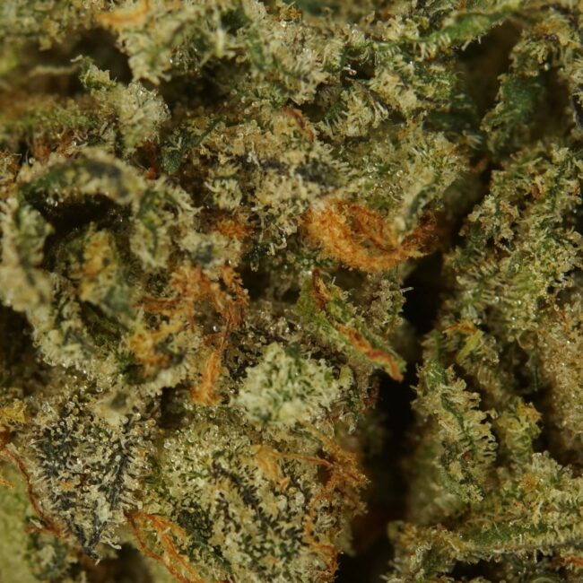 1/2p - TRAINWRECK (BULK) - SATIVA - (AAA) - Image 2