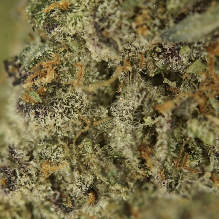 CANDY V