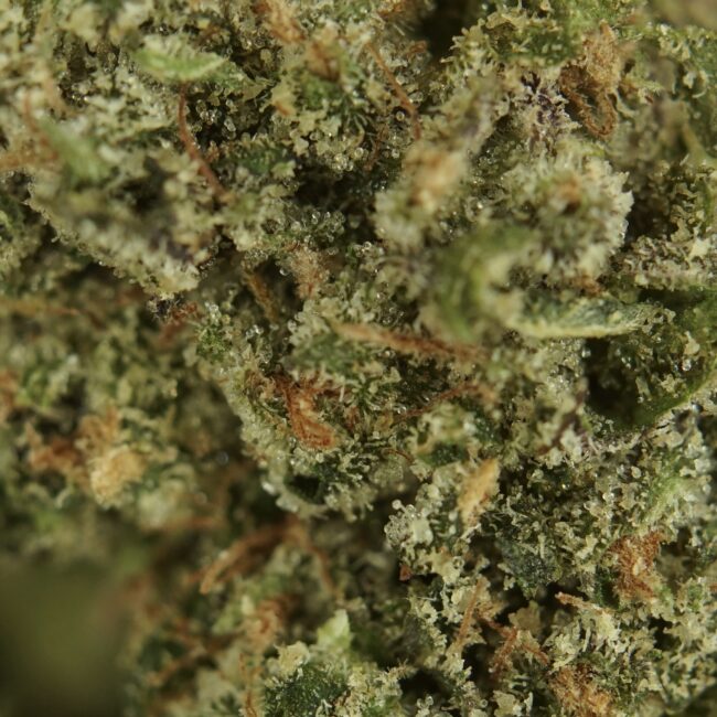 28gr - LEMON TART (MICROS) - SATIVA - (AAA) - Image 2