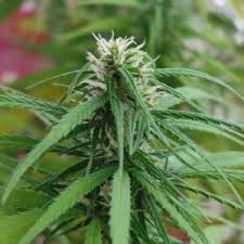 buy hybrid flower online
