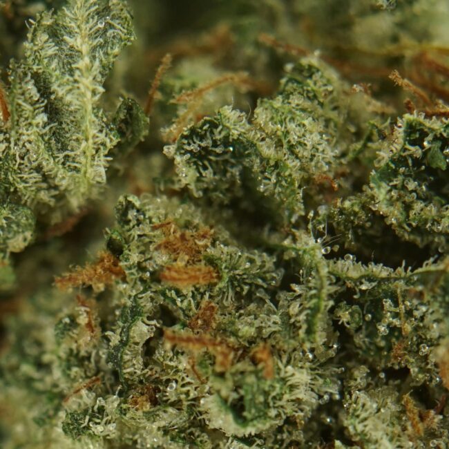 28gr - BLACKBERRY (SMALLS) - INDICA - (AAA) - Image 2
