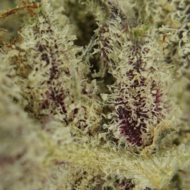 28gr- PURPLE PUNCH (SMALLS) - INDICA - (AAA) - Image 2