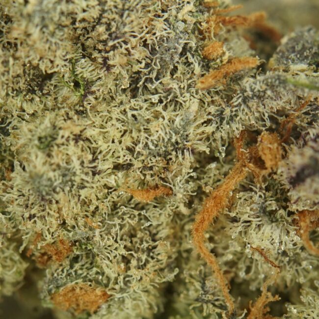 28gr - BLACK BOBBY - INDICA - (AAA) - Image 2
