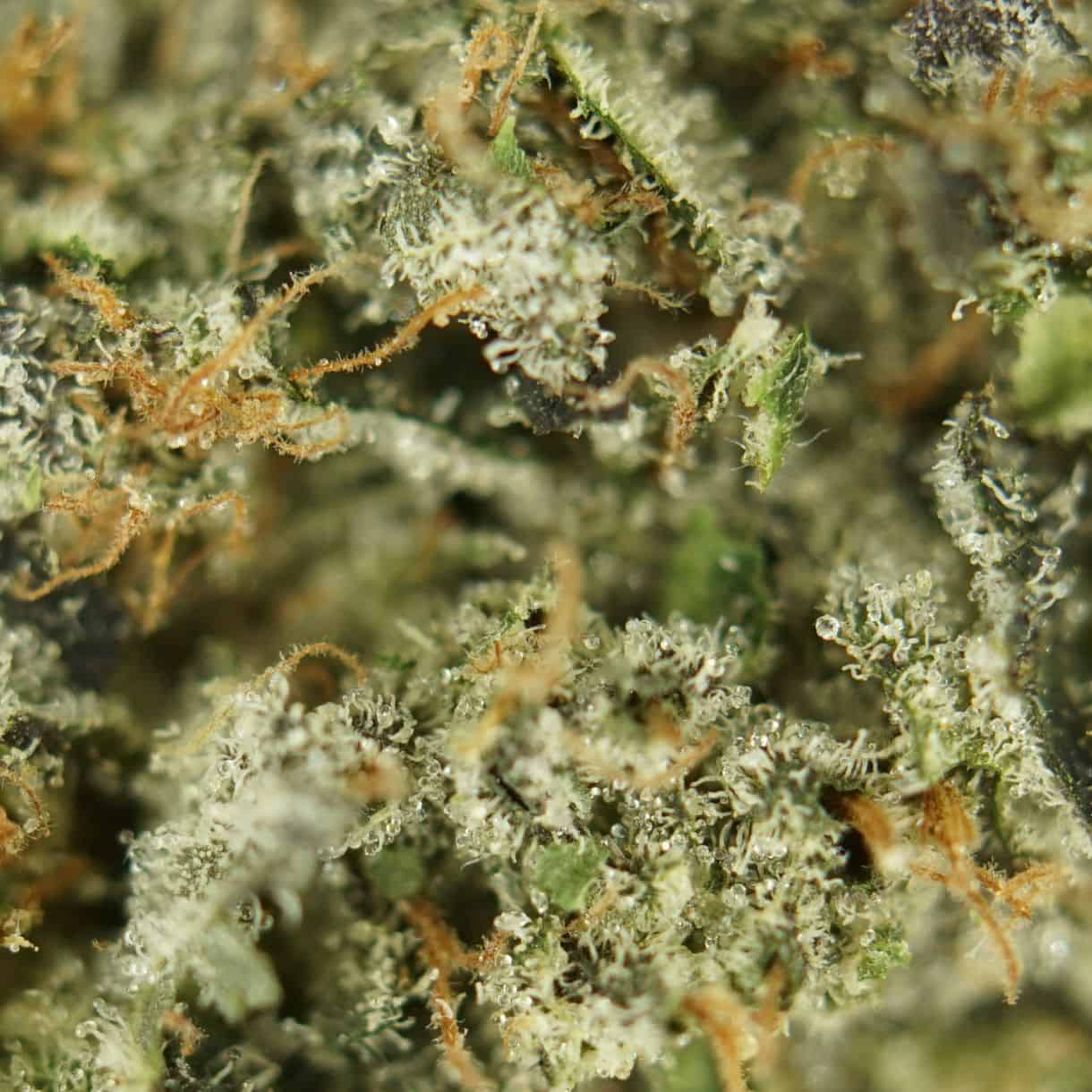 gas truffle close-up macro of cannabis bud showing dense trichomes, green tones, and orange pistils