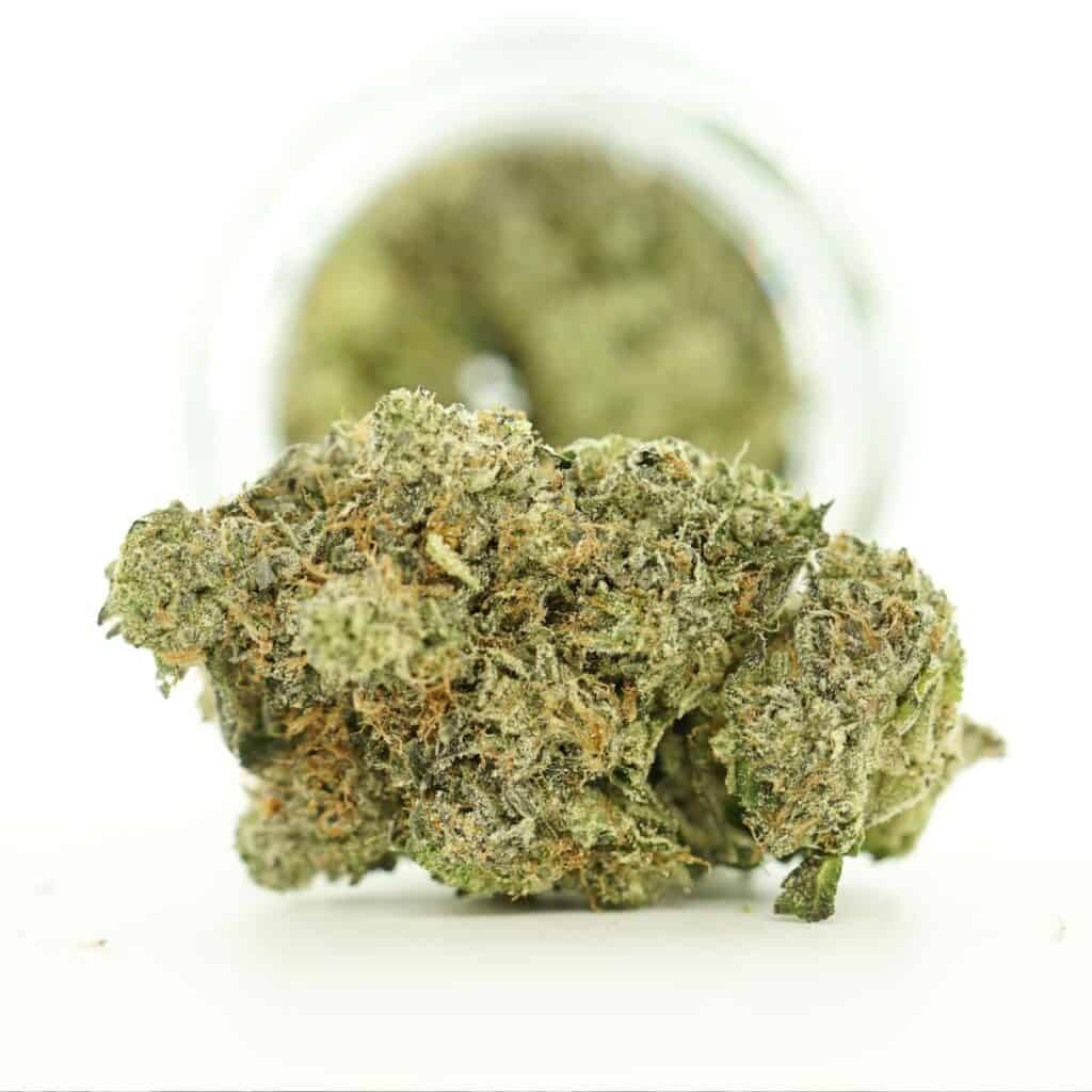 Gas Truffle indica strain