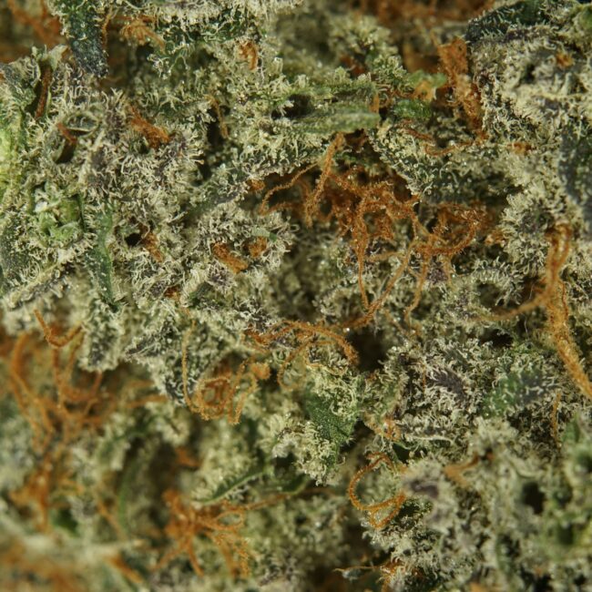 28gr - NEON SUNSHINE - SATIVA - (AAA) - Image 2