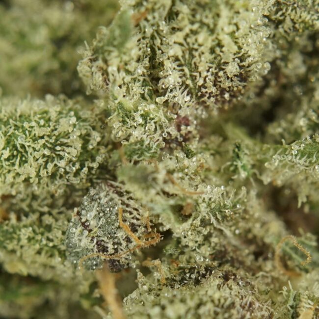 1/2p - PLATINUM PINK (SMALLS) (BULK) - INDICA - (AAA) - Image 2