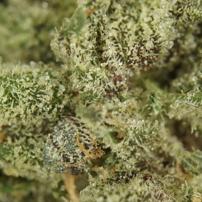 28gr - PLATINUM PINK (SMALLS) - INDICA - (AAA) - Image 2