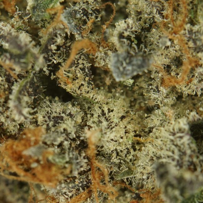 1/2p - PINE TAR KUSH (SMALLS) (BULK) - INDICA - (AAA) - Image 2