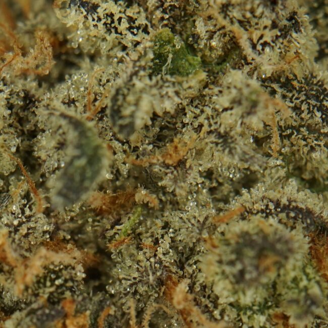 28gr - PURPLE HAZE - SATIVA - (AAA) - Image 2