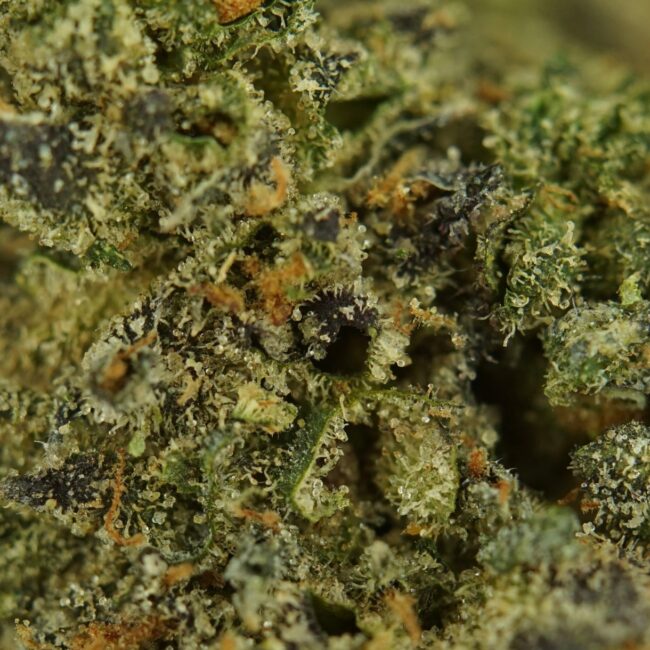 28gr - SUNSET POP - INDICA - (AAA) - Image 2