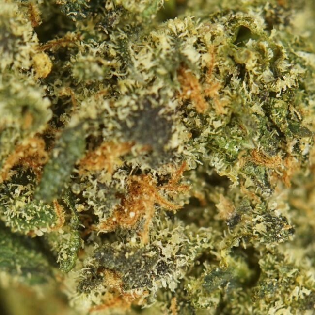 28gr - SUNSET POP (SMALLS) - INDICA - (AAA) - Image 2