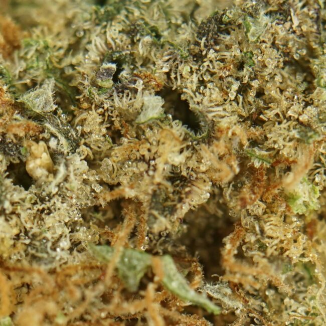 28gr - ZEN X - BALANCED HYBRID - (AAA) - Image 2