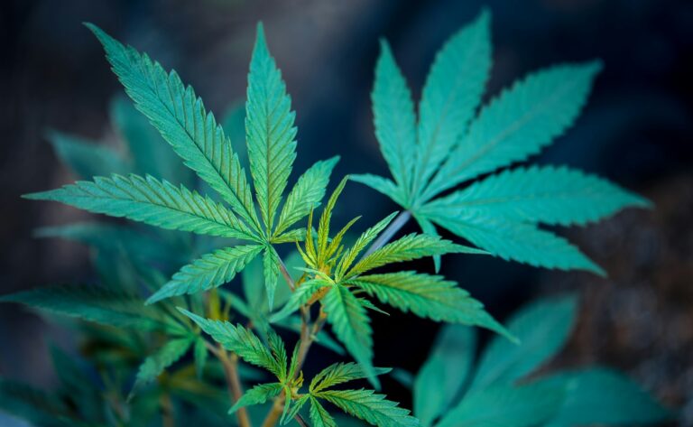 Sativa Weed Strains