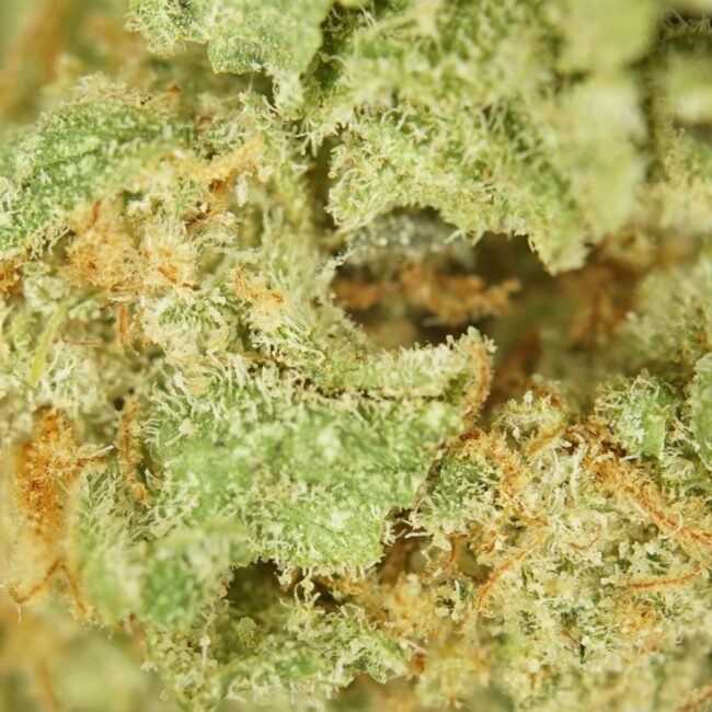 Coma Indica
