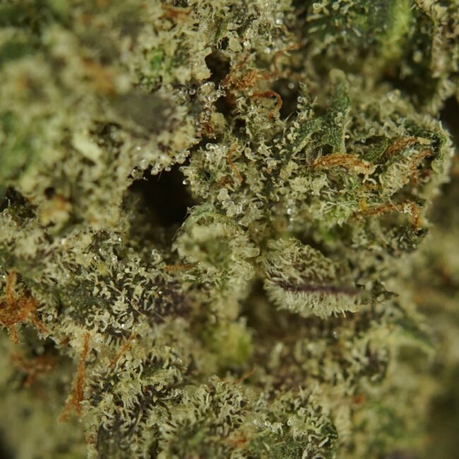 Indica Bulk