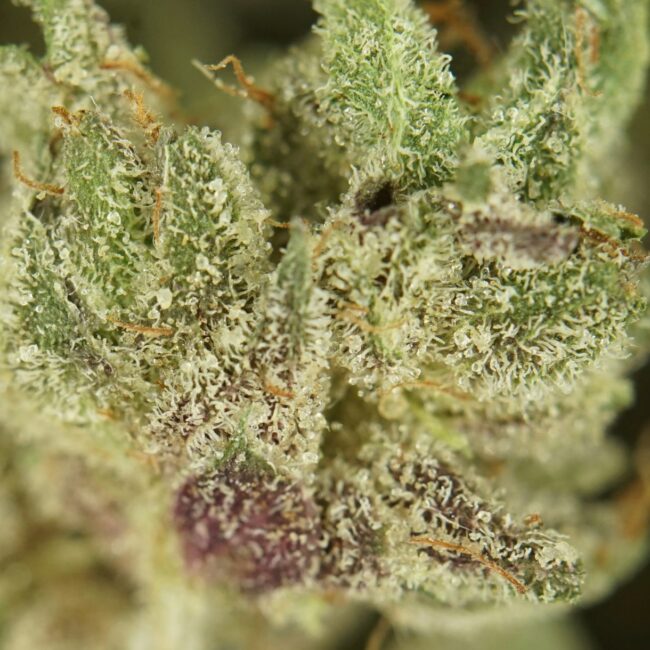28gr - ROCKSTAR PLATINUM (SMALLS) - INDICA - (AAA) - Image 2