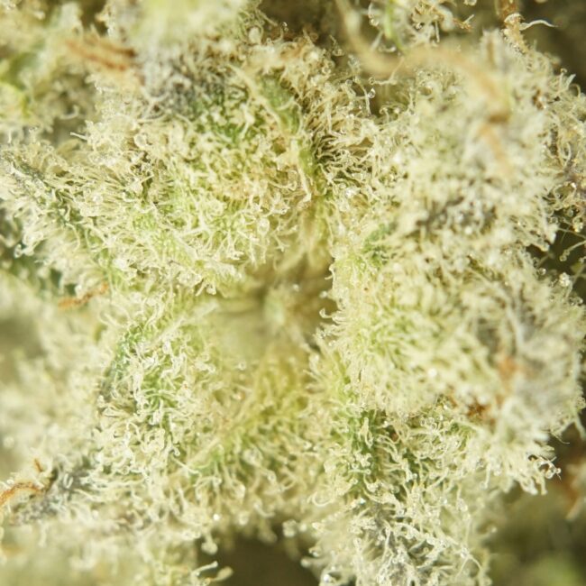 7gr - BANANA BREATH - BALANCED HYBRID - (AAAA) - Image 2