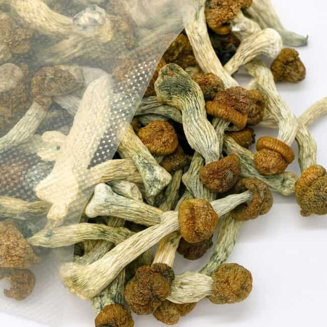 pp blue meaines bulk