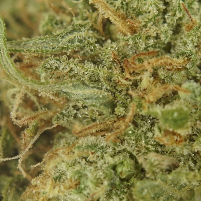 Bulk Indica Hash