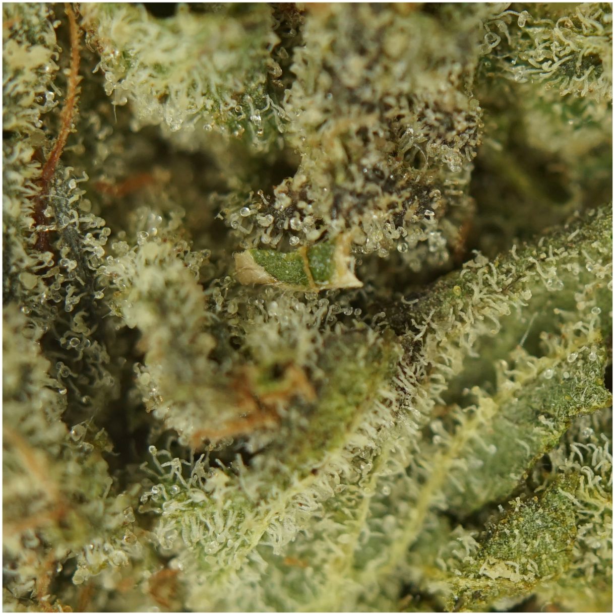 28gr - LINDSAY OG - INDICA - (AAA) - Image 2