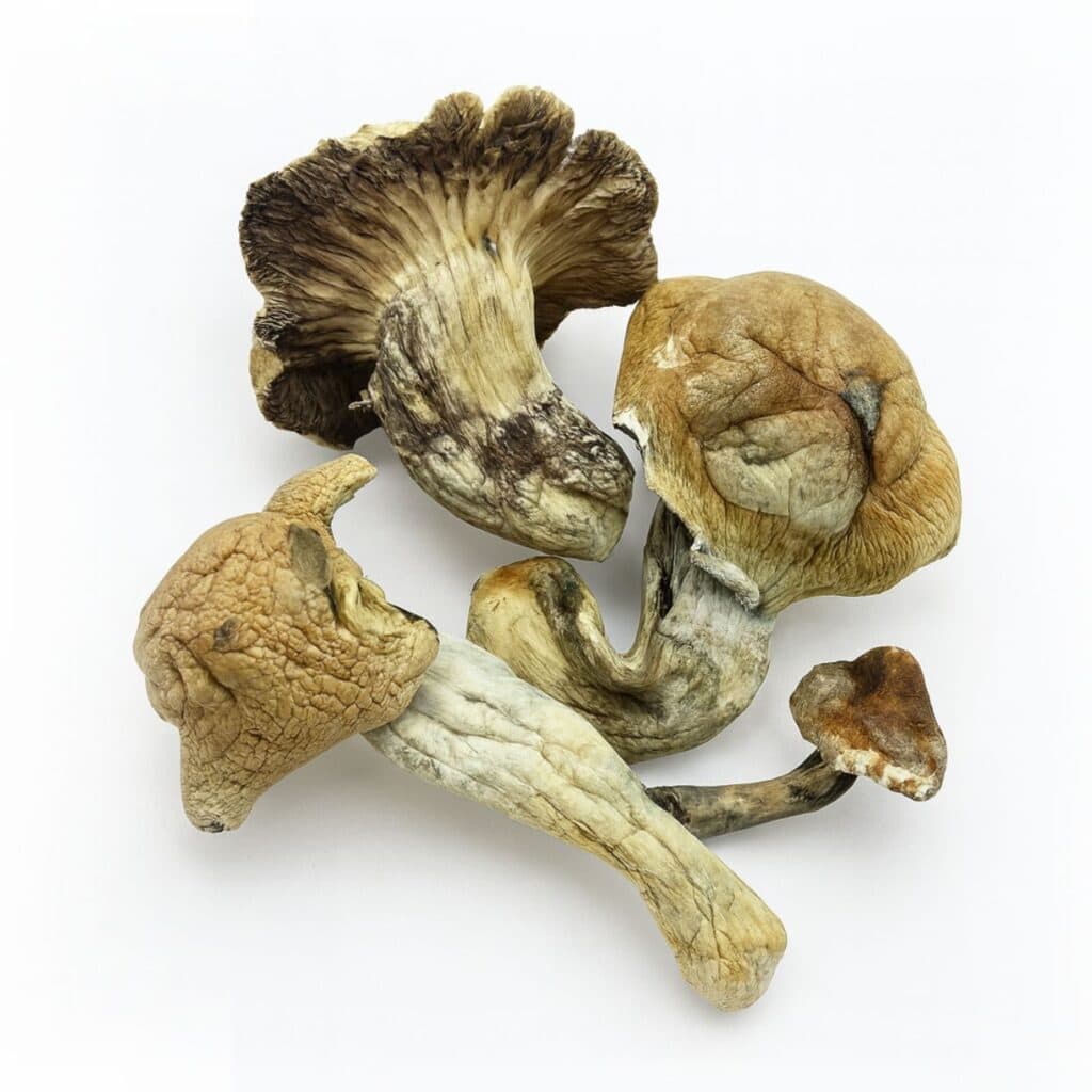 Makilla Gorilla Psilocybe cubensis magic mushrooms on white background