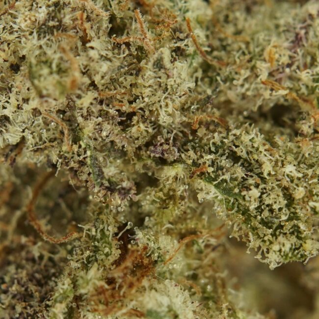28gr - MAC N' CHEESE - INDICA - (AAA) - Image 2