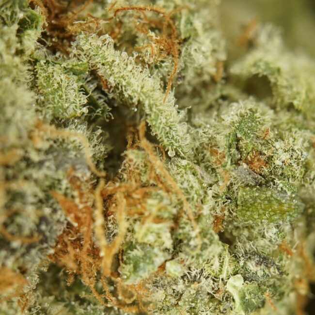 Indica Relief