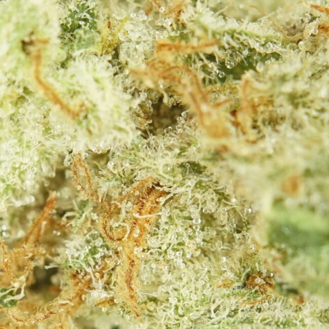 28gr - PLATINUM KUSH BREATH (SMALLS) - INDICA - (AAA) - Image 2