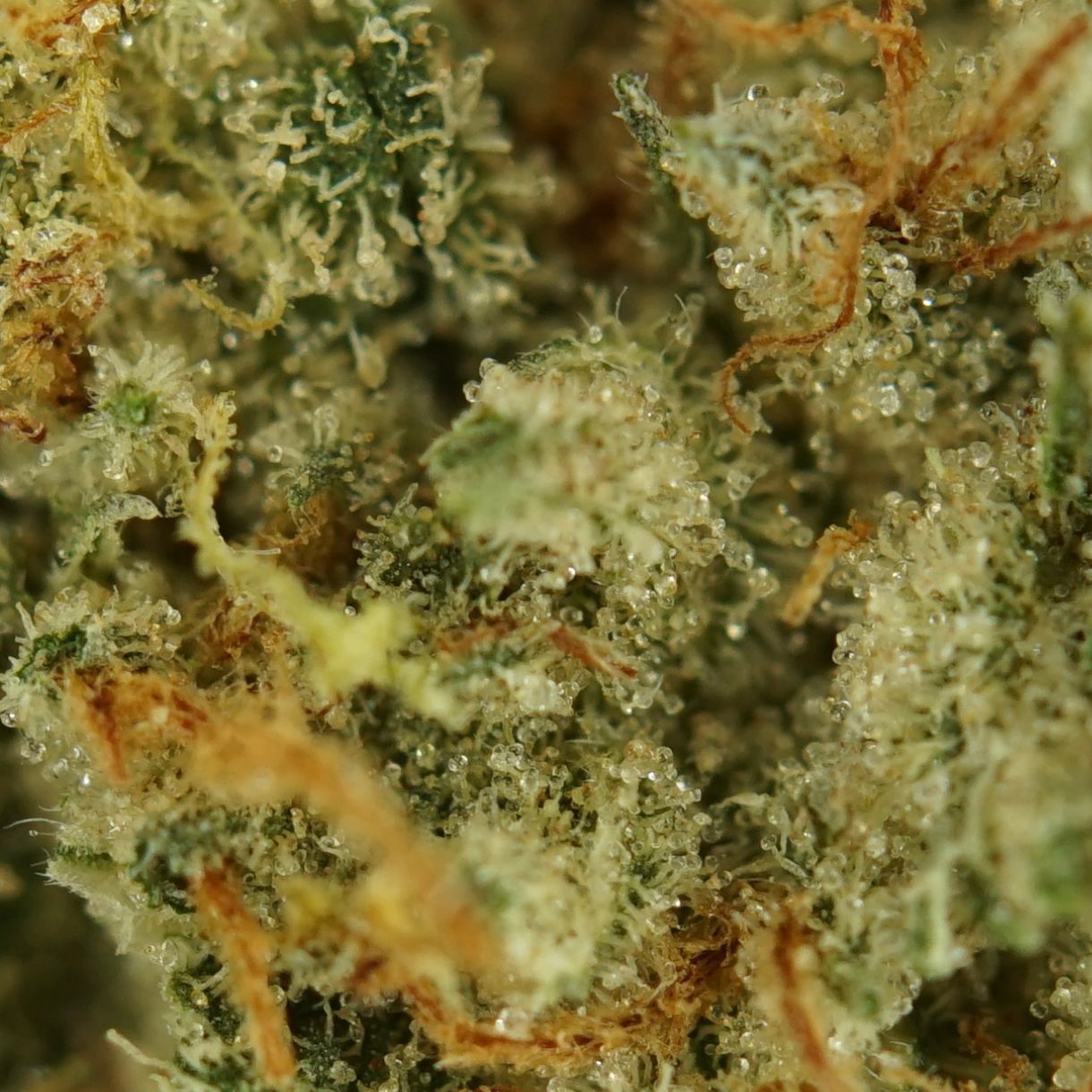 28gr - PERMANENT MARKER (SMALLS) - INDICA - (AAA) - Image 3