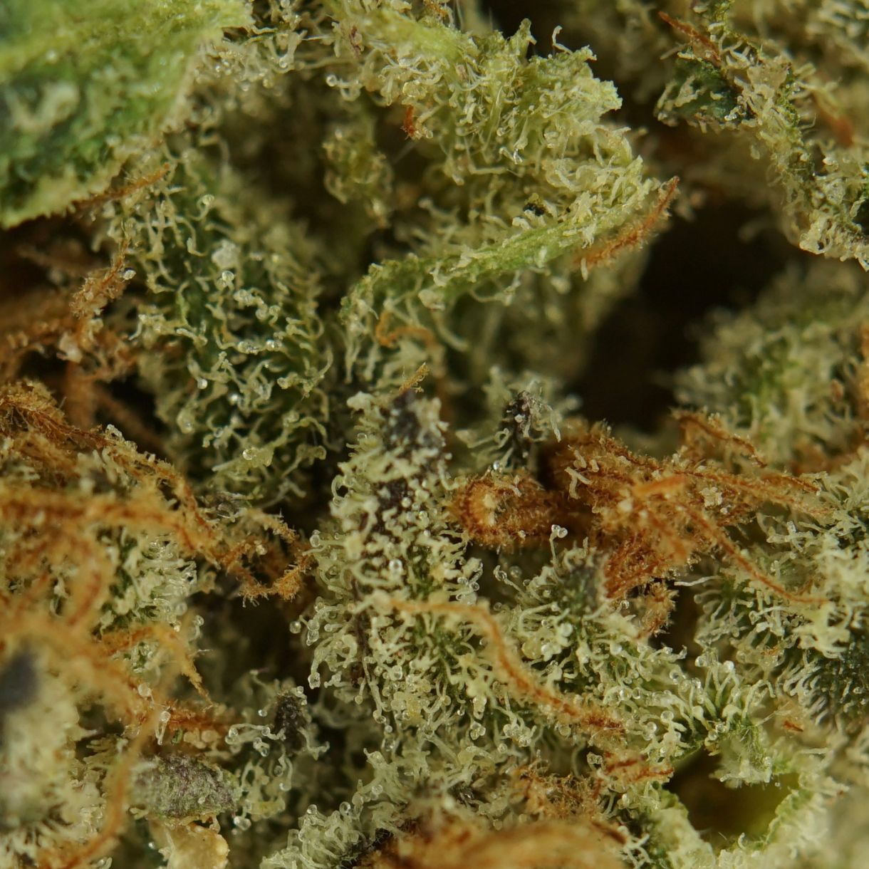 1/2p - STRAWBERRY STARDUST (BULK) - INDICA - (AAA) - Image 3