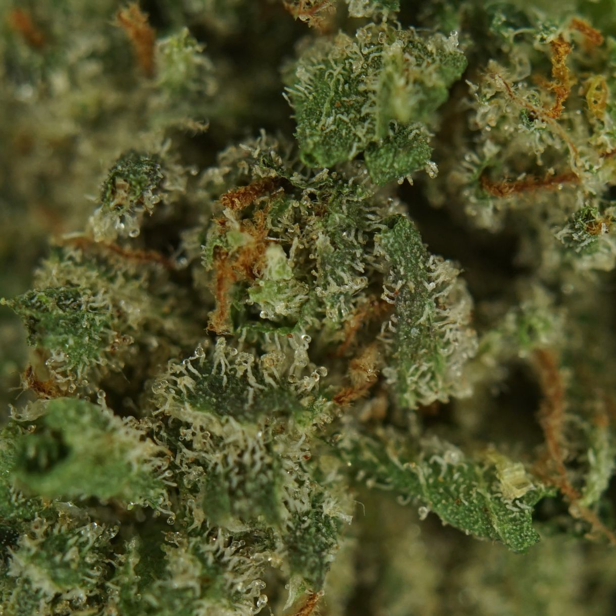 28gr - FROZEN PINES (SMALLS) - BALANCED HYBRID - (AAA) - Image 2