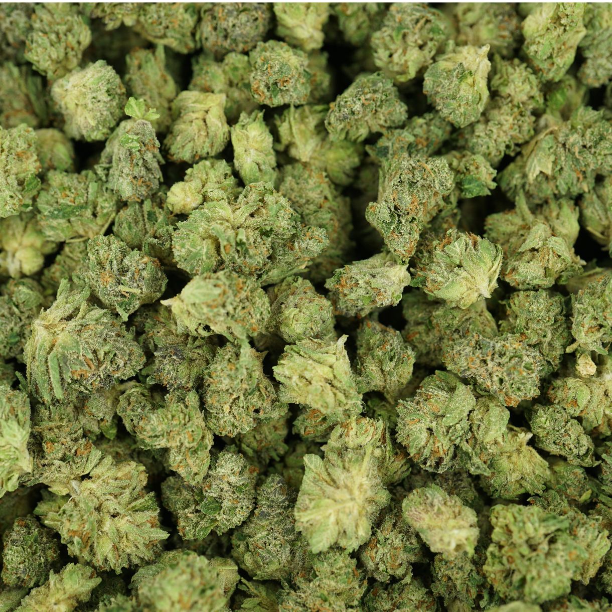 28gr - FROZEN PINES (SMALLS) - BALANCED HYBRID - (AAA) - Image 3