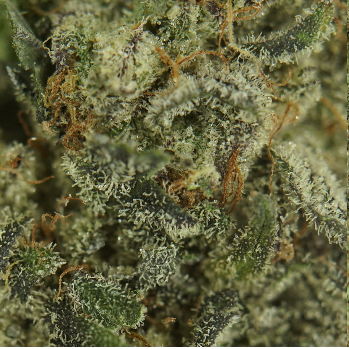 28gr - FRUITOPIA - INDICA - (AAA) - Image 2