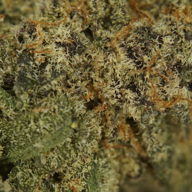 28gr - GRANDDADDY PURPLE - INDICA - (AAA) - Image 3