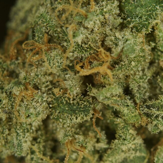 1/2p - GOD'S PLATINUM GLUE (BULK) - INDICA - (AAA) - Image 2