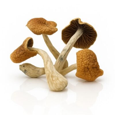 buy cannabis mushroom