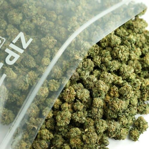 Bulk cannabis flower in clear zip bag — premium buds for wholesale purchase, dense green nugs with orange pistils