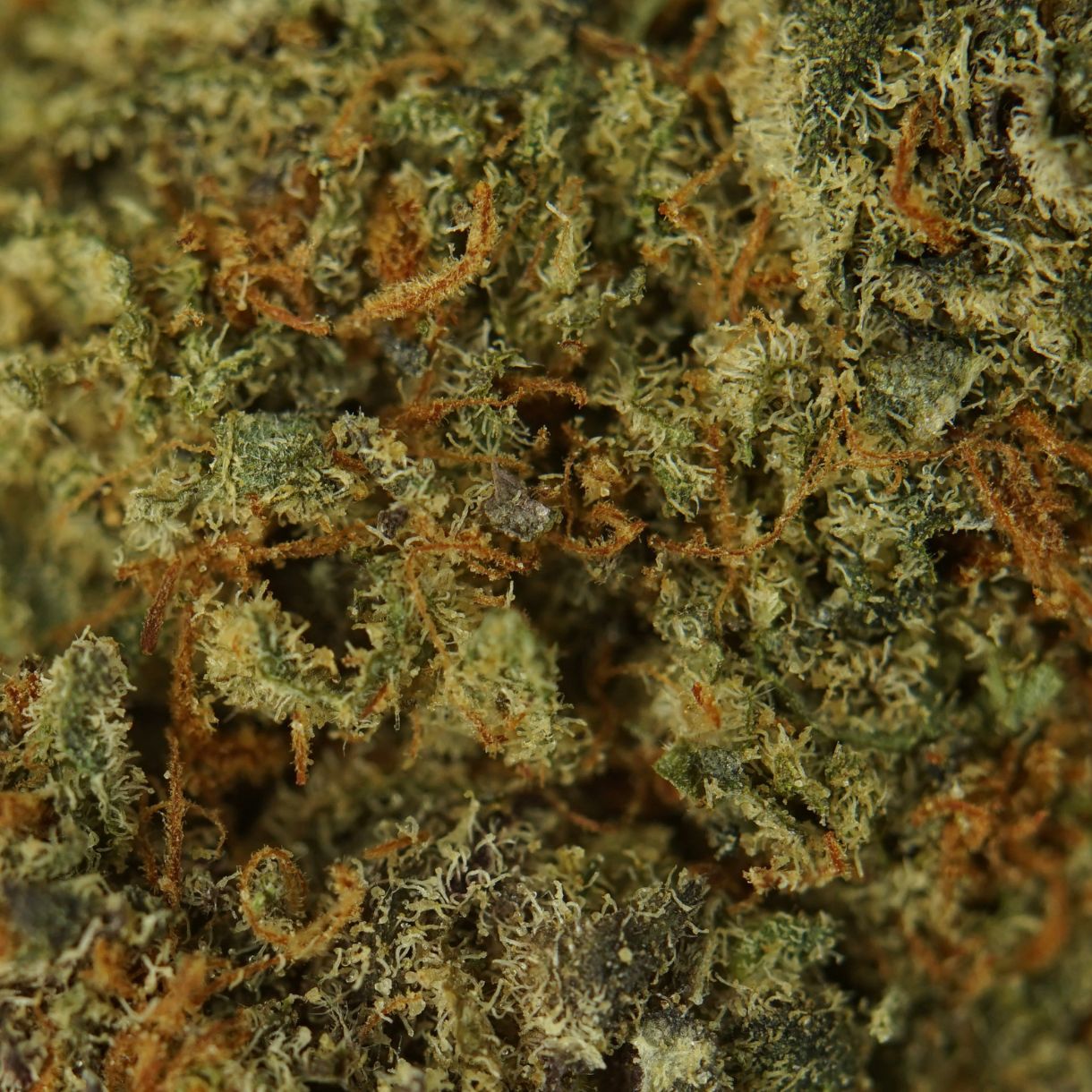 28gr - PUNCH BREATH - INDICA - (AA) - Image 2