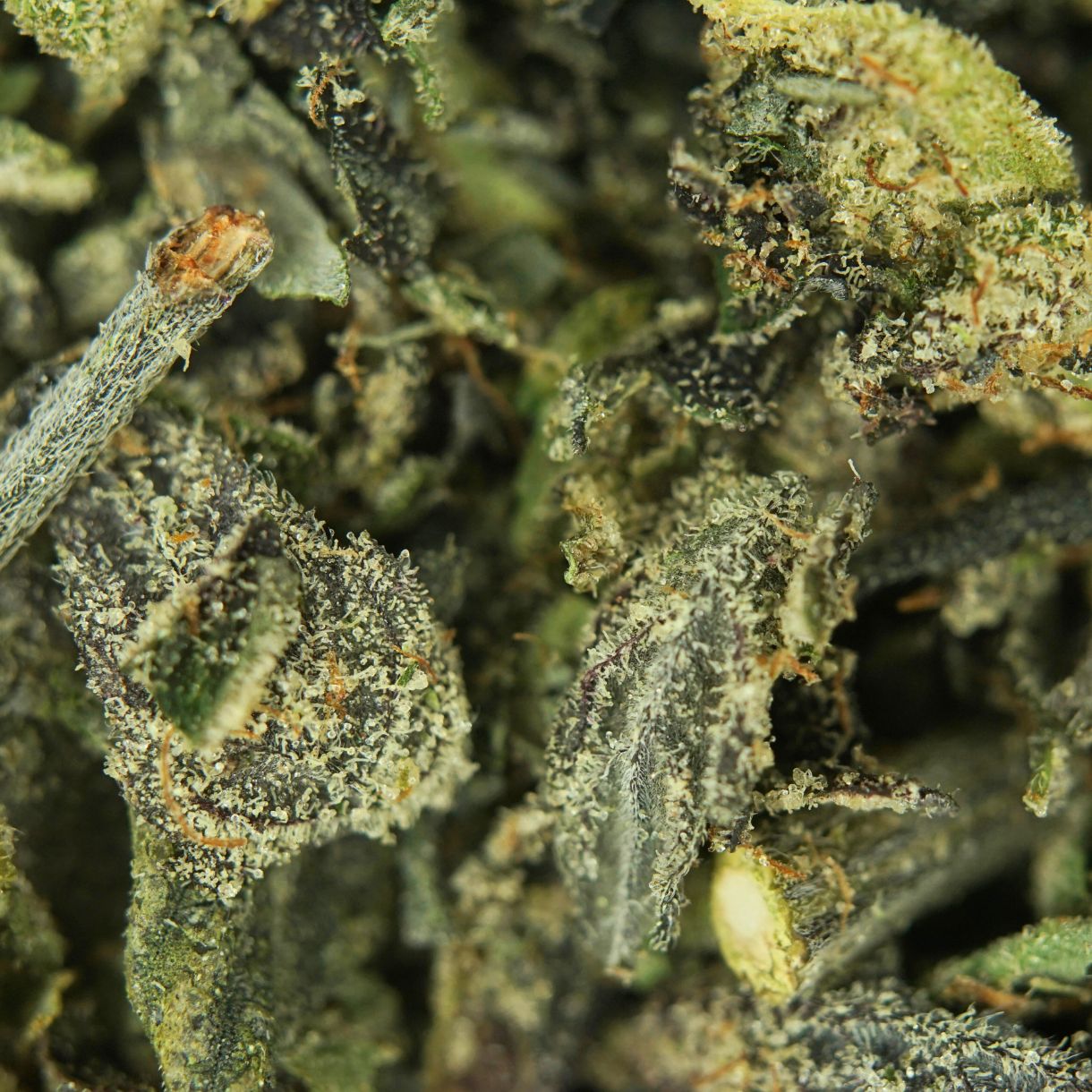 1p – ROCKSTAR TRIM (BULK) – BALANCED HYBRID - Image 2