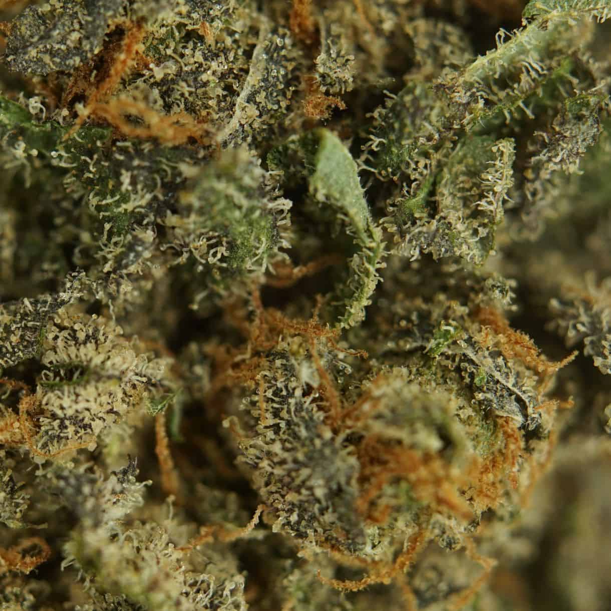 1/2p - WEDDING CAKE (BULK) - BALANCED HYBRID - (AAA) - Image 2