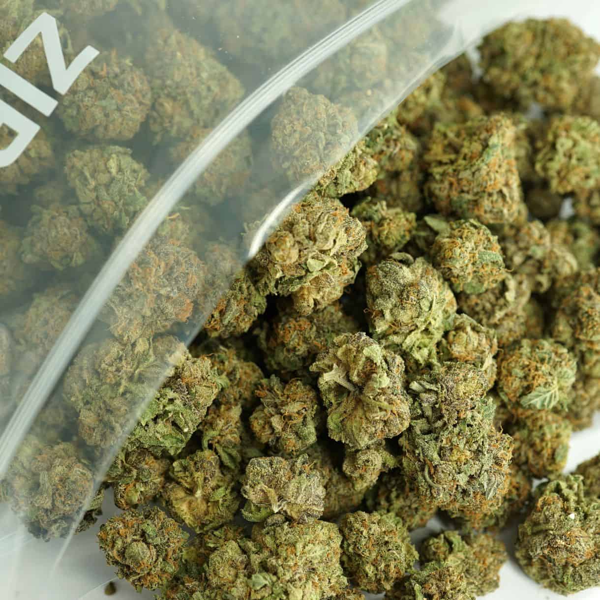Bulk cannabis buds in a clear Zip-Zag bag, showing dense green nugs with orange pistils and trichomes