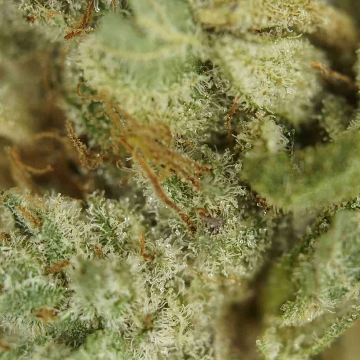 28gr - ZOMBIE KUSH - INDICA - (AAA) - Image 2