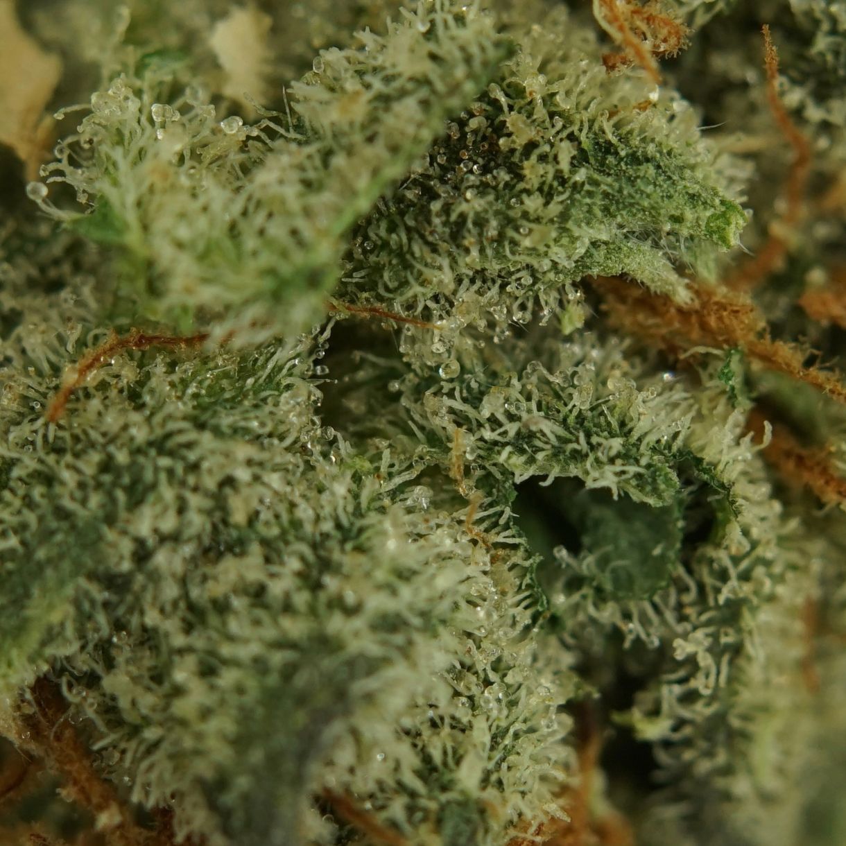 28gr - CRANEBOW (SMALLS) - SATIVA - (AAAA) - Image 2