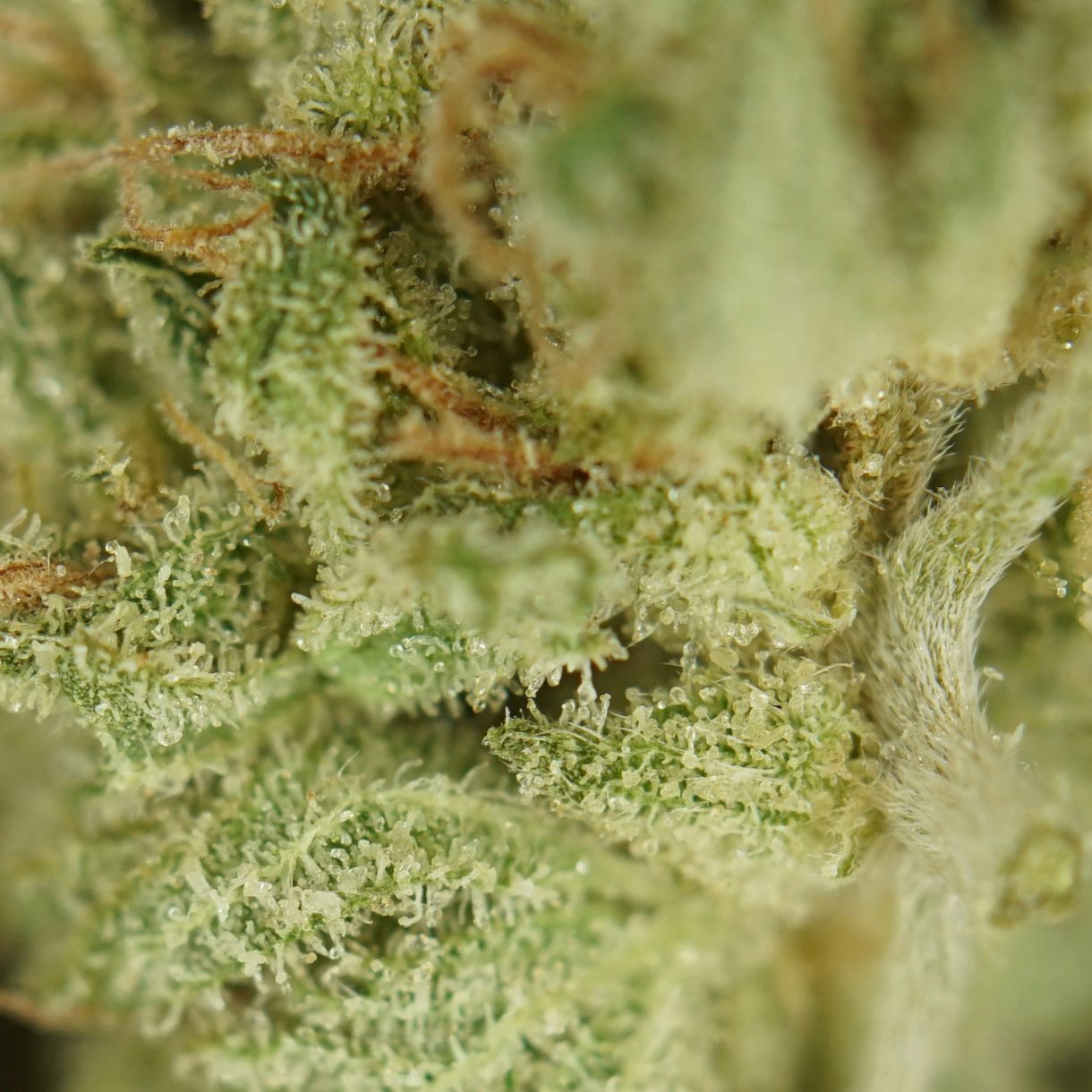 28gr - SUPER SKUNK (SMALLS) - INDICA - (AAA) - Image 2