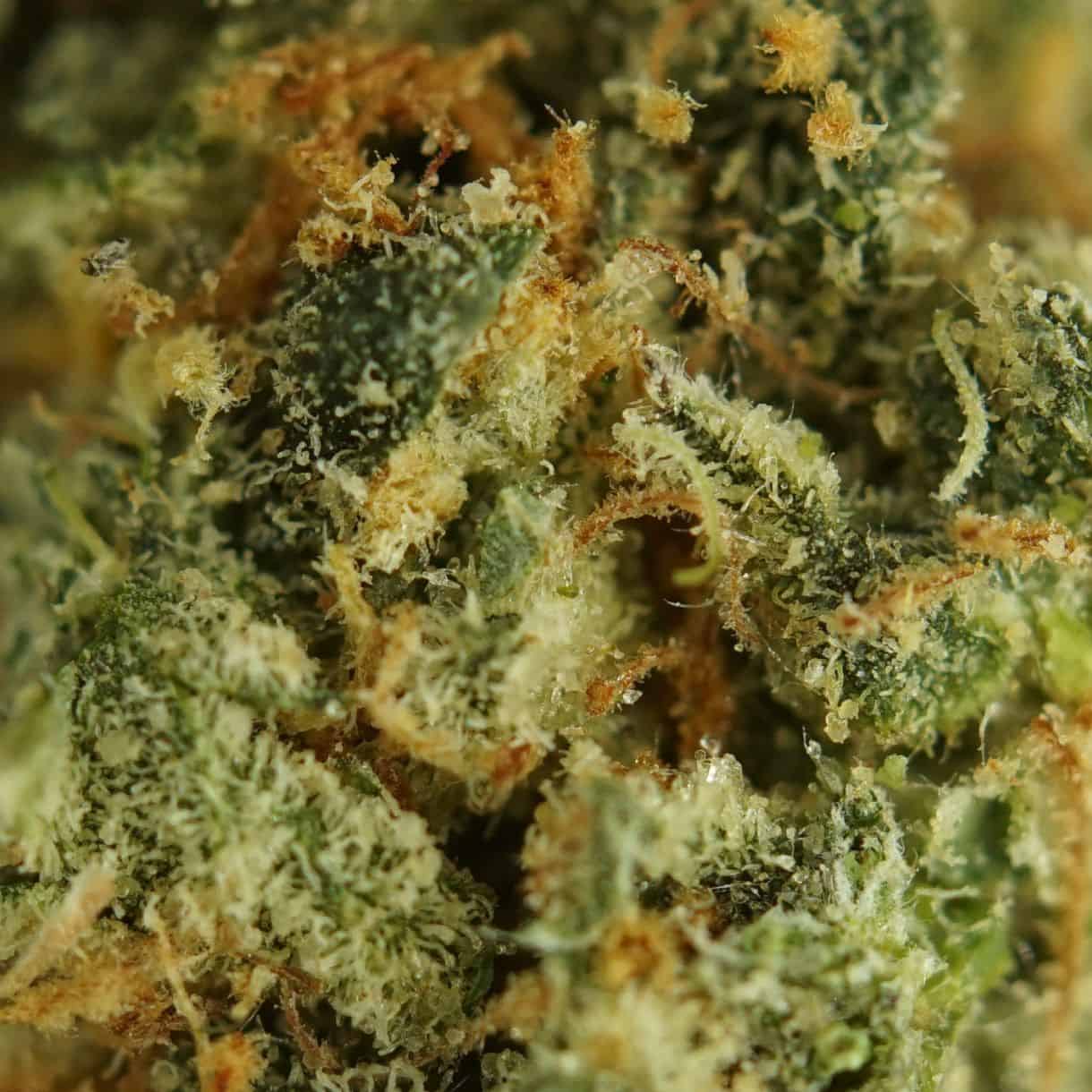 28gr - CHOCOLOPE - SATIVA - (AAA) - Image 2