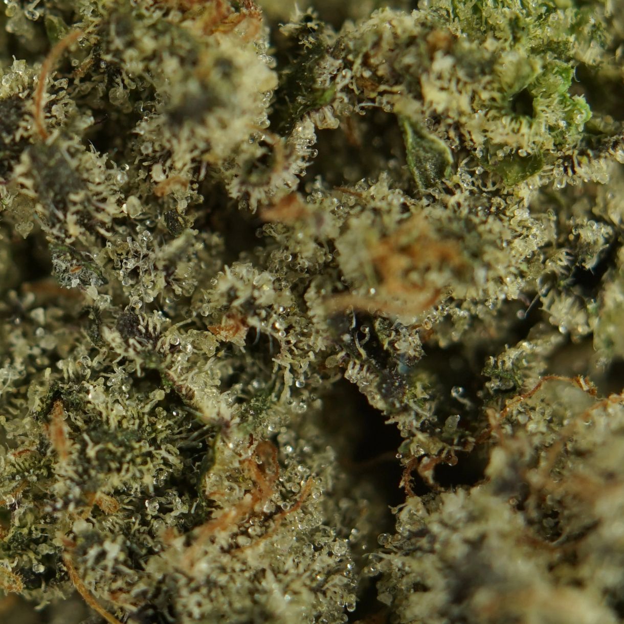 28gr - DONKEY TRUFFLE - INDICA - (AAA) - Image 2