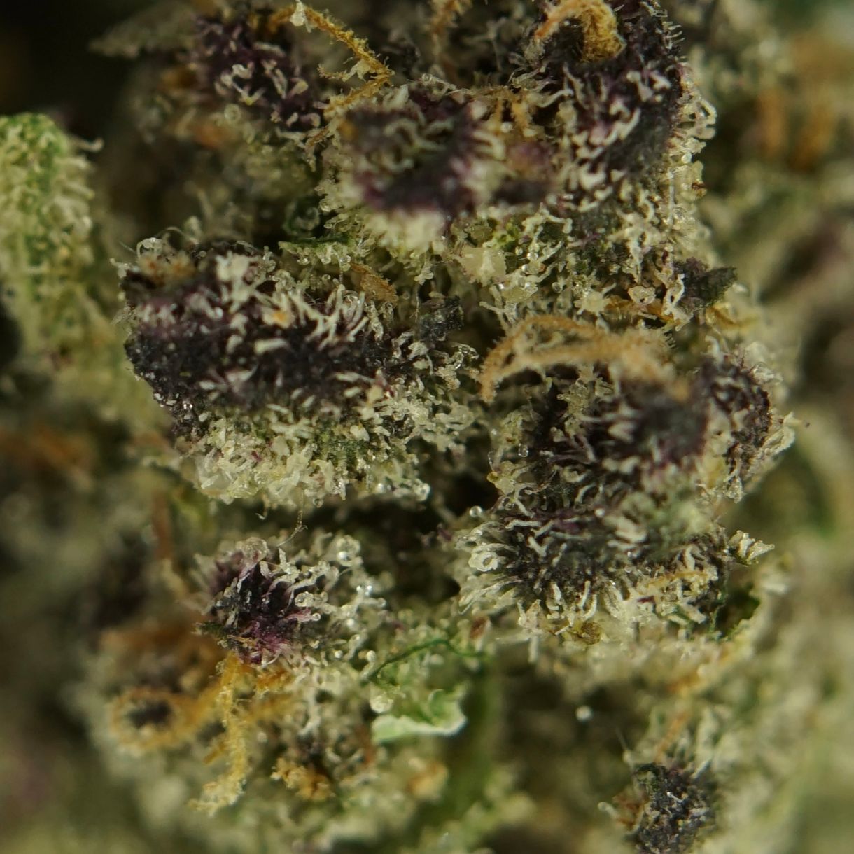 28gr - JET FUEL GELATO (SMALLS) - INDICA - (AAA) - Image 2