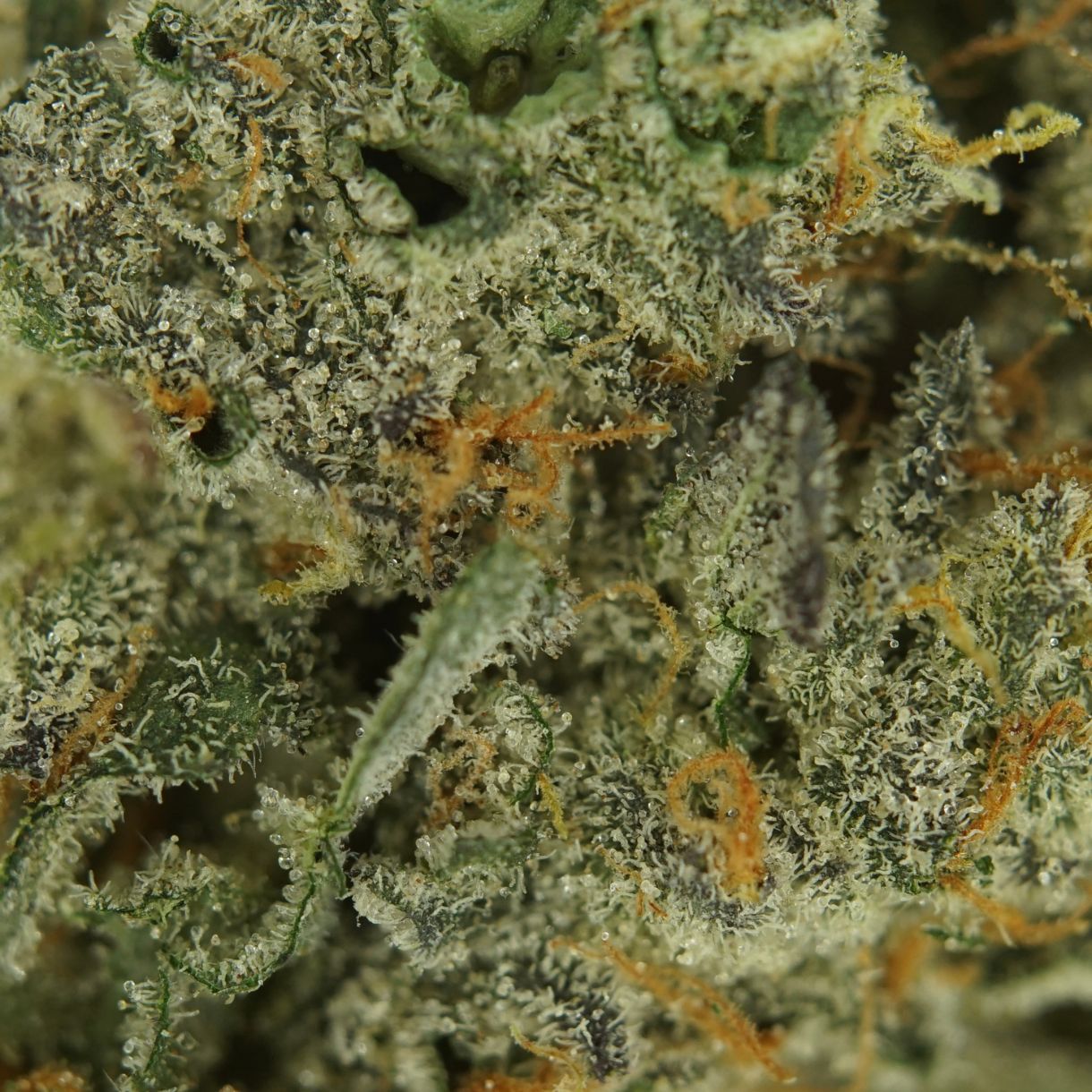 7gr - LEMON CHERRY GELATO - BALANCED HYBRID - (AAAA) - Image 2